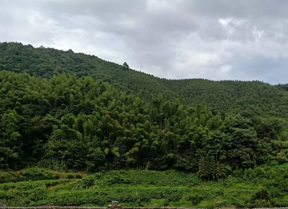 黔陽(yáng)瞐安江松林基地